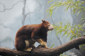 Matschie's tree-kangaroo (Dendrolagus matschiei), captive, occurring in New Guinea