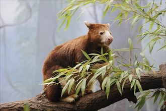 Matschie's tree-kangaroo (Dendrolagus matschiei), captive, occurring in New Guinea