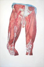 Veins and muscles of the lower part of the body, drawing from an old medicine book