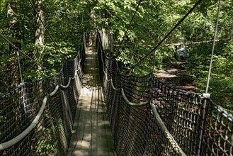 Treetop path with suspension bridges, spanned between beech trees, ropes, nets, beech forest,