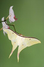 Indian luna moth (Actias selene), male on butterfly orchid (Phalaenopsis hybride), captive,