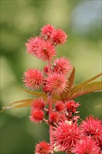 Castor oil plant (Ricinus communis), fruit stand, North Rhine-Westphalia, Germany, Europe