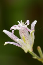 Toad lily (Tricyrtis hirta), flower, ornamental plant, North Rhine-Westphalia, Germany, Europe