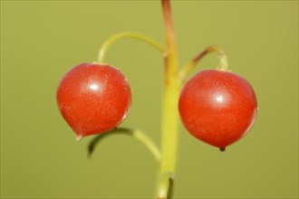 Lily of the valley (Convallaria majalis), berries, North Rhine-Westphalia, Germany, Europe