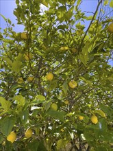Many lemons (Citrus limon) hanging on a lemon tree, Crete, Greece, Europe