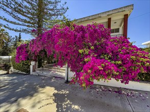 Large shrub of Bougainvillea (Bougainvillea glabra) triplet flower in front of staircase to