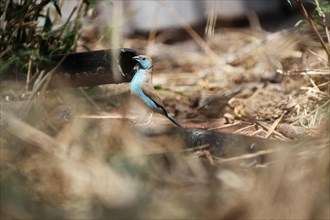 Blue Astrild, Limpopo, South Africa, Africa