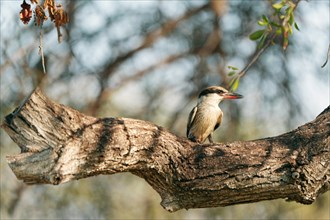 Streifenliest, Limpopo, South Africa, Africa