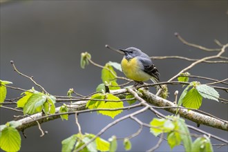 Grey wagtail (Motacilla cinerea), Rhineland-Palatinate, Germany, Europe