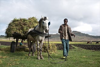 Farmer harvesting chickpeas, Ethiopian highlands