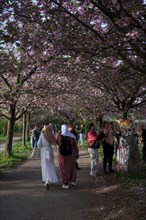 Germany, Berlin, 13.04.2024, cherry blossom Norwegerstrasse / Norwegerweg, folk festival, picnic,