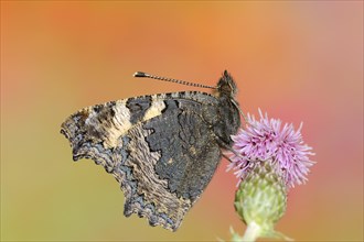 Small tortoiseshell (Nymphalis urticae, Aglais urticae), North Rhine-Westphalia, Germany, Europe