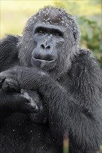 Western lowland gorilla (Gorilla gorilla gorilla), female, captive, occurring in Africa