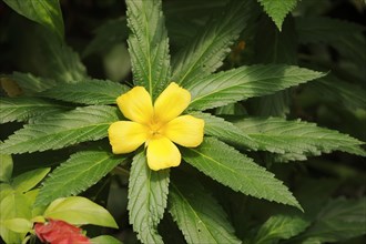 Large-leaved damiana (Turnera ulmifolia), flower, native to Central America