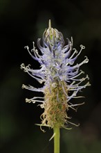 Sky blue devil's claw (Phyteuma spicatum ssp. occidentale), North Rhine-Westphalia, Germany, Europe