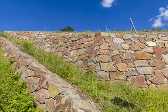 Winery at the Goldener Wagen. Listed dry stone walls with special vegetation. The walls store the