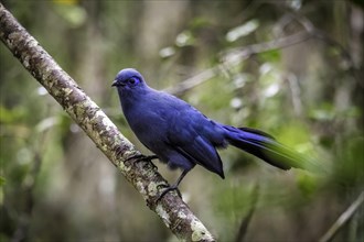 A bright blue bird sits on a branch in the forest, surrounded by green nature, Madagascar, Africa
