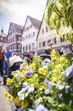 Close-up of flowers in the foreground, with people and prams and half-timbered houses in the