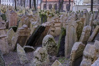 Gravestones, old Jewish cemetery, Jewish Museum, Josefstadt, Jewish Quarter, Prague, Bohemia, Czech