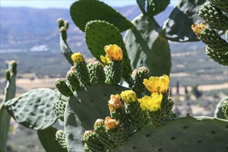 Close-up of yellow flowers of cactus (Opuntia) ear cactus, Crete, Greece, Europe