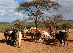 South Ethiopia, Omo region, among the Hamar tribe, Hamer, Hamma, Hammer, Amar or Amer, the bulls