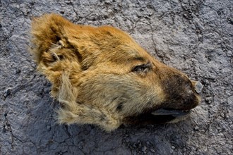 Severed dog head, animal cruelty in Tajikistan
