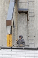 Webster City, Iowa, A truck driver loads corn from grain elevators