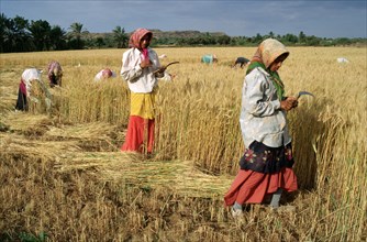 Wheat harvesting by muslim women, kutch district, Gujarat, India, Asia