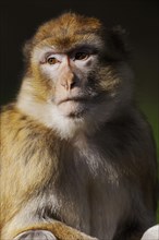 Barbary macaque (Macaca sylvanus), captive, portrait, occurring in Morocco, Algeria and Gibraltar