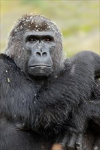 Western lowland gorilla (Gorilla gorilla gorilla), female, captive, occurring in Africa
