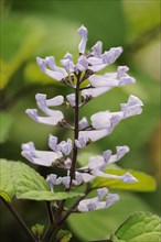 Zulu plectranthus (Plectranthus zuluensis), flowers, native to South Africa, ornamental plant,