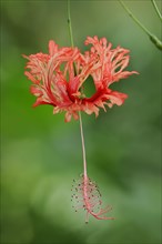 Coral mallow or coral hibiscus (Hibiscus schizopetalus), flower, native to Africa, ornamental