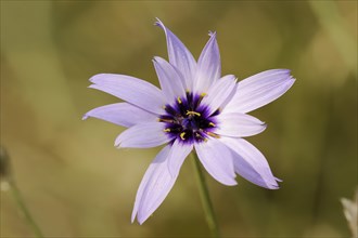 Cupid's dart (Catananche caerulea), flower, ornamental plant, North Rhine-Westphalia, Germany,