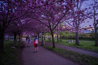 Germany, Berlin, 08.04.2024, Cherry blossom Norwegerstrasse / Norwegerweg, (Bornholmer Strasse /