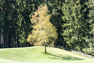 Tree Forest Colours Stubai Valley, Austria, Europe