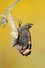 Small tortoiseshell (Nymphalis urticae, Aglais urticae) freshly hatched, North Rhine-Westphalia,
