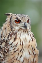 Bengal Eagle Owl (Bubo bengalensis, Bubo bubo bengalensis), captive, occurrence in Asia