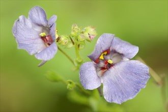 Twinspur (Diascia vigilis), flowers, native to South Africa, ornamental plant, North