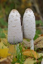 Shaggy ink cap (Coprinus comatus), North Rhine-Westphalia, Germany, Europe