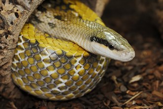 Taiwan beauty snake (Orthriophis taeniurus frisei, Elaphe taeniura frisei), captive, occurrence in