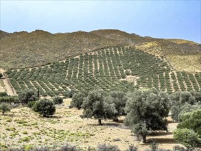 Olive plantation on the edge of Messara Plain Asterousia Mountains, Crete, Greece, Europe
