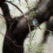 Blue Astrild, Limpopo, South Africa, Africa