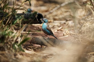 Blue Astrild, Limpopo, South Africa, Africa