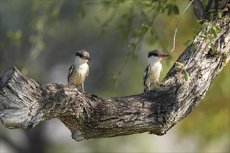 Streifenliest, Limpopo, South Africa, Africa