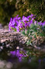 Purple violets blooming between rocks in a natural forest setting, spring, Calw, Black Forest,