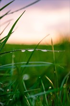 A single blade of grass with raindrops in the morning light, spring, Calw, Black Forest, Germany,