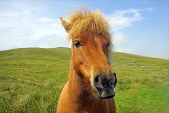 Curious Shetland pony looks into the camera, Shetland Islands, Scotland, Great Britain