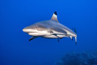 Blacktip reef shark (Carcharhinus melanopterus) Blacktip reef shark swimming over coral reef in
