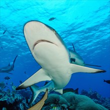 Extreme close-up of Grey reef shark (Carcharhinus amblyrhynchos) with spread fins shark fins shark