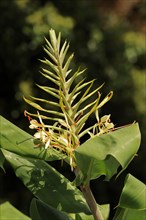Kahili gingers (Hedychium gardnerianum), inflorescence, ornamental plant, occurring in Asia
